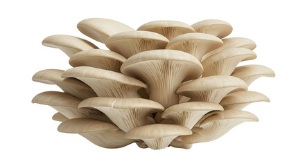 Poster - Cluster of fresh oyster mushrooms showcasing their delicate gills and texture