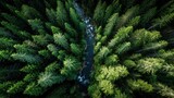 Aerial view of a river flowing through a dense forest with green trees.
