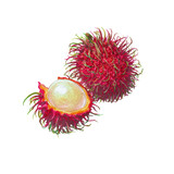 Watercolor painting whole rambutan with spines transparent