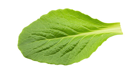 Poster - Fresh bok choy leaf showcasing its vibrant green color and detailed texture