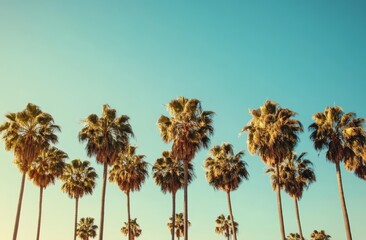 Wall Mural - tall palm trees line up against a clear blue sky, evoking a warm, tropical, and serene atmosphere.