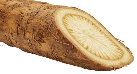 Poster - Freshly cut burdock root displaying its unique pattern and texture details