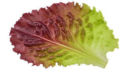 Poster - Vibrant leaf of red and green lettuce showcasing its textured surface
