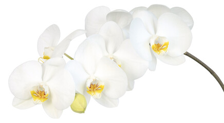 Wall Mural - Fleurs d'orchidée phalaenopsis blanche	