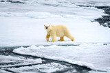 A polar bear walks over an arctic iceflow