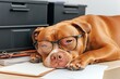 © Iryna - In a unique representation of a work setting, a pitbull wearing glasses is placed among office folders and business concepts