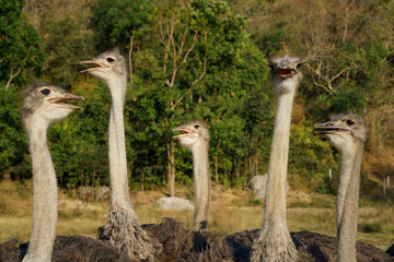 A flock of ostriches