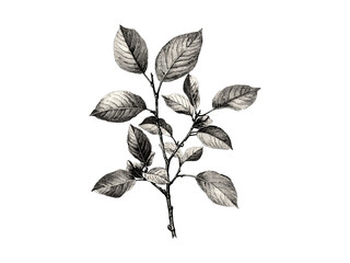 hand-drawn vintage botanical art, engraving of spindle tree, spindle tree leaves, rustic tree sketch