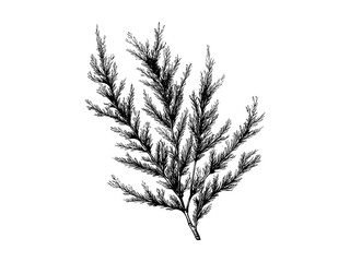 hand-drawn vintage cedar branches, western red cedar engraving, evergreen tree print, retro botanica