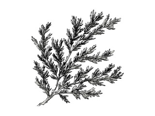 Vintage black sketch engraving of juniper tree leaves, botanical illustration, evergreen branches, nature print, eco-friendly forest decor, retro woodland style, antique engraving, rustic design