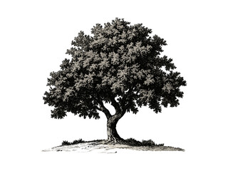 Cork Oak vintage engraving, Mediterranean botanical tree print, eco-friendly home decor, hand-drawn illustration, black ink sketch style, rustic forest artwork, trendy tree poster