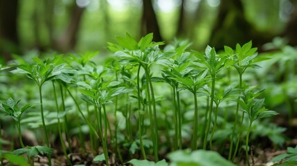 Naklejka na meble Serene Green Forest Floor: Lush Springtime Vegetation