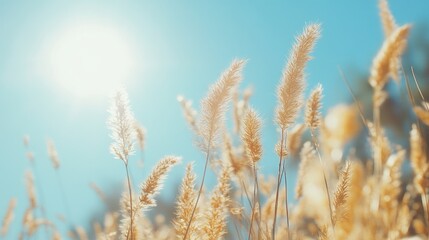  Sunny day with golden grass, and blue sky.