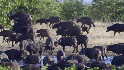 Wall Mural - Herd of Cape buffalo (Syncerus caffer) gathered and walking away from a small pool, Kruger N.P. South-Africa