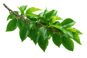 a healthy green branch with many leaves in the spring season isolated on transparent background
