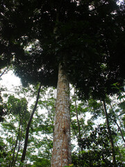 bottom view of a teak tree in the plantation on a sunny day.