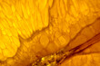 © Ron Mellott/Stocksy - Closeup macro photograph orange (Citrus sp.) slice light table