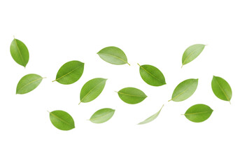 Poster - A scattering of vibrant green leaves is isolated on transparent background, evoking a sense of freshness and natural beauty