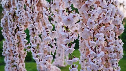 Poster - Cherry blossom archway with delicate pink flowers full bloom creates serene, peaceful spring garden scene, lush floral nature bloom installation