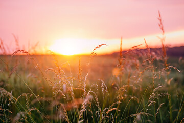 Wall Mural - Golden grass on a blurred background against the sun illuminating the tranquil meadow with warm evening light.