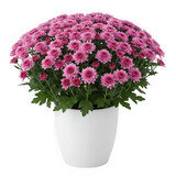 Pink chrysanthemum flowers in a pot on black background