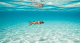 Vibrant Tropical Fish Underwater Paradise Scene Coral Reef Ocean Beauty Summer Vacation