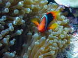Tomato anemonefish