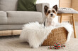 © Pixel-Shot - Cute Biewer Terrier dog with toy sitting in wicker pet bed at home