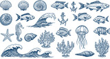 Marine life and nautical elements vector illustration in engraved style for design and decor Marine life and nautical elements vector illustration in engraved style for design and decor