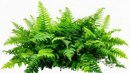 Poster - A compact cluster of green plants on a white background
