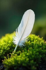 Wall Mural - Pristine White Feather on Moss Peaceful Spring Scene of Untouched Beauty