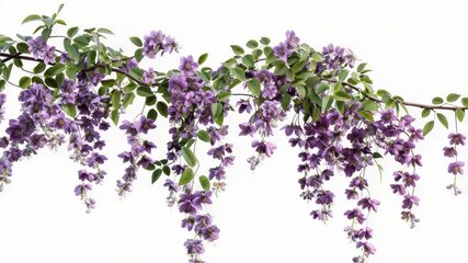 Poster - A group of purple flowers hanging from the branches of a tree