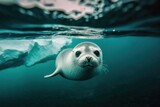 Seals Swimming Underneath Arctic Sea Ice in Submerged Environment Under water Seal swim beneath