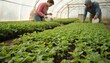 © Raisa - Gardeners tending young plant seedlings in greenhouse. Woman, man work, watering vegetation. Horticulture, agriculture, childcare center, botany, agronomy. Environmentally friendly sustainable