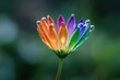© unlimited - Colorful flower petals adorned with water droplets.