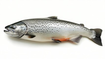 Poster - A close-up shot of a fish on a white surface, great for use in scientific or educational contexts