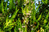 Erica canariensis pertenece a la familia de Ericaceae