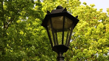 Poster - A solitary street light stands among tree silhouettes at night, providing illumination