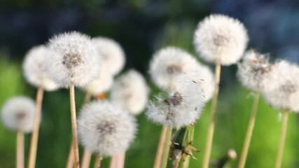 Poster - A cluster of mature dandelion flowers, yellow and wispy, suitable for use in illustrations about nature, gardening or seasonal themes
