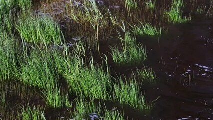 Poster - A serene landscape featuring a natural stream flowing through a lush green meadow, ideal for use in travel, nature, or relaxation-themed projects