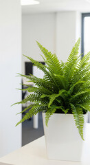 Poster - Green fern in white pot on white surface, minimalist office setting, showcasing plant life, tranquility and freshness in modern workspace