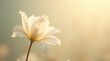 © Pro Clipart - A delicate white flower blossoms gracefully against a soft, dreamy background of golden sunlight. An ethereal and gentle image of beauty, purity, and hope.