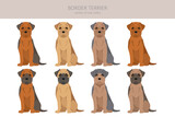 Border terrier clipart. Different coat colors and poses set. Vector illustration Border terrier clipart. Different coat colors and poses set. Vector illustration