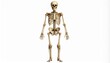 © skynds - Detailed Human Skeleton Anatomy Illustration Full Body View