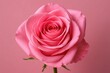 © Janis - A single pink rose on a pink background