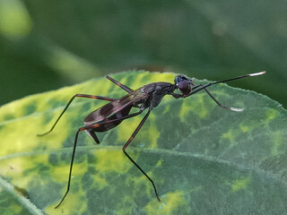 macro photo of an insect on a leaf