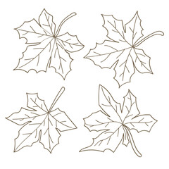 Wall Mural - Hand drawn brown maple leaf line art collection. Vector illustration