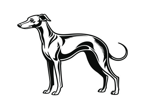 Italian Greyhound dog silhouette vector illustration, pet clipart, black and white animal shape