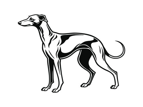Italian Greyhound dog silhouette vector illustration, pet clipart, black and white animal shape