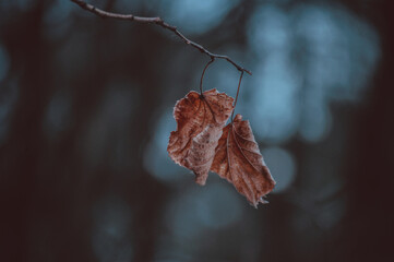 autumn leaves on the tree